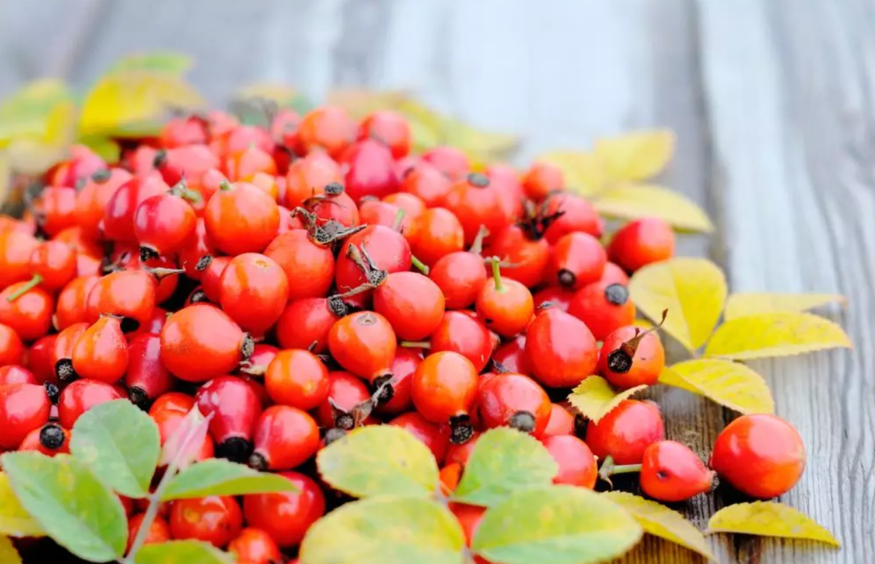 The best plant oils for your skin