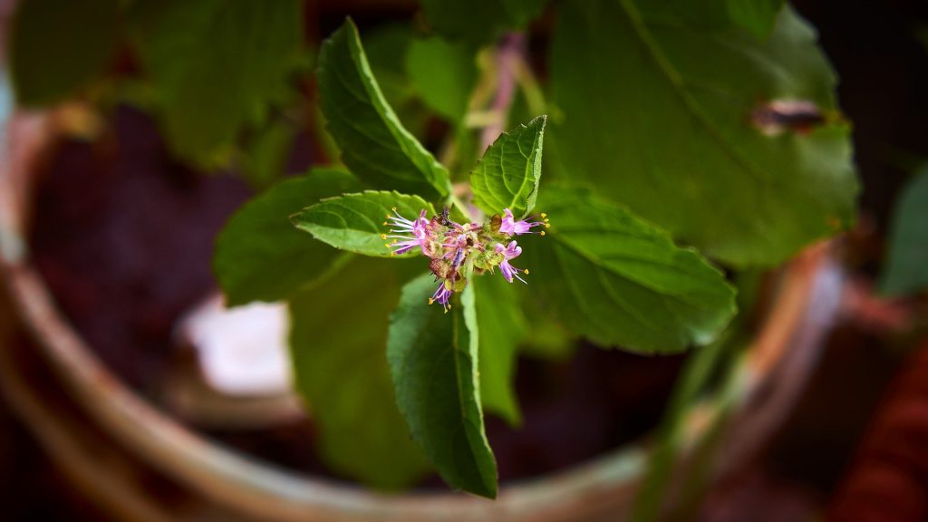 The benefits of holy basil
