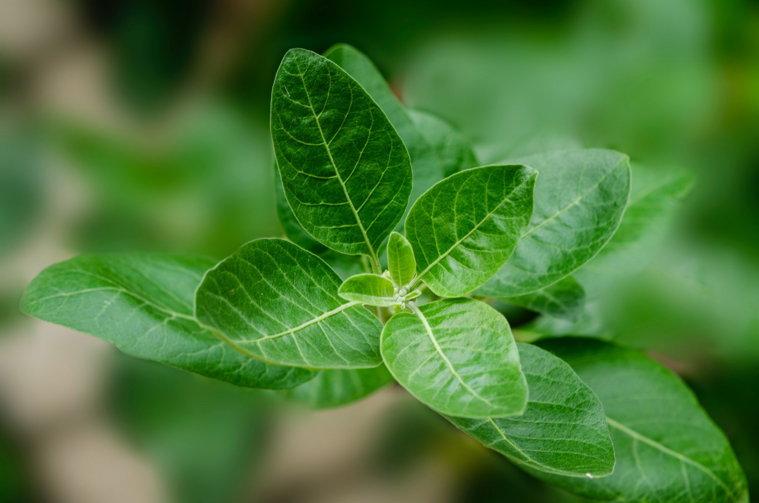 6 health benefits of ashwagandha