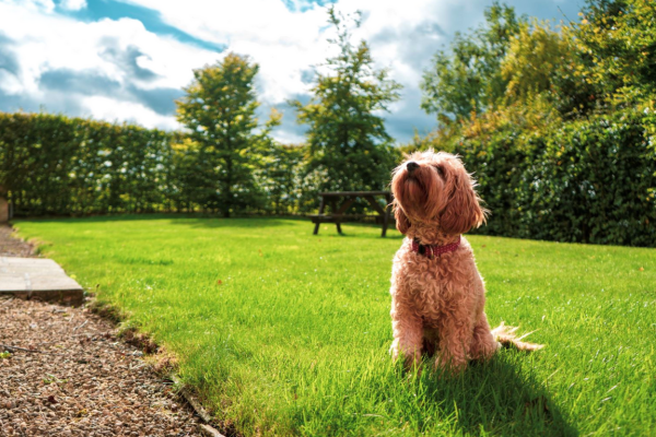 7 dog-friendly holidays in the UK